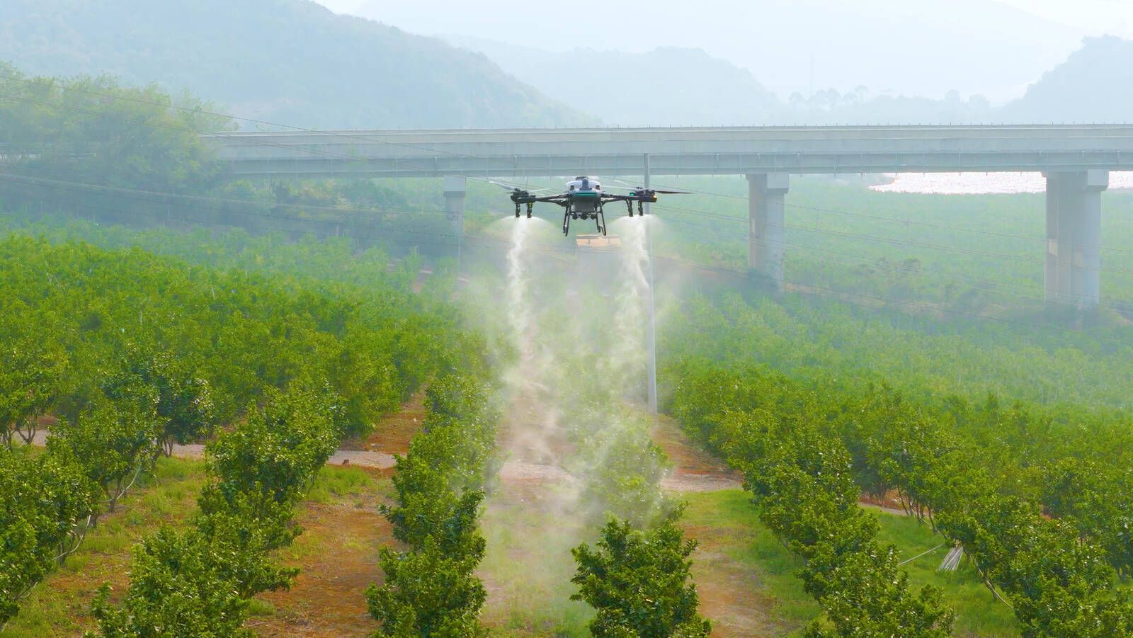 Drone spraying a row of citrus trees in a hillside orchard